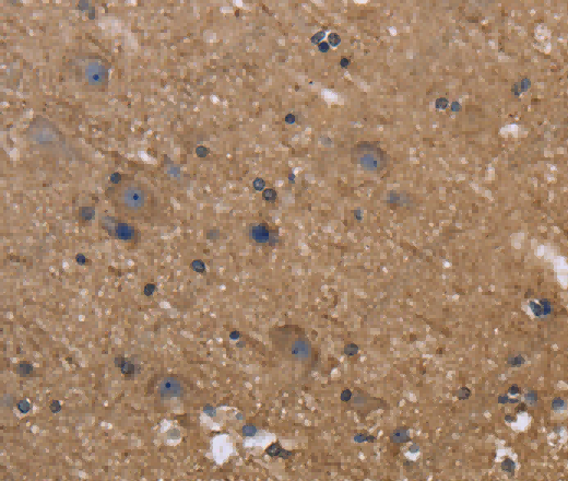 c-Rel Polyclonal Antibody - 3