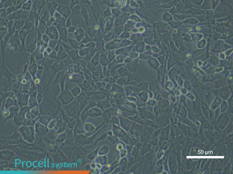 Rat Osteoblast Complete Medium - 6