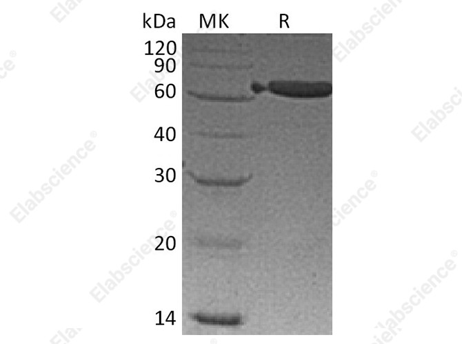 Recombinant Mouse EpCAM/TROP-1 Protein (Fc Tag) - 1