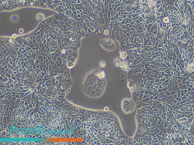 SW1116 (DMEM) Cell Complete Medium - 6