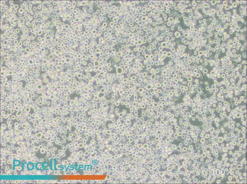 MEG-01 Cell Complete MediumMEG-01 Cell Complete Medium - 3