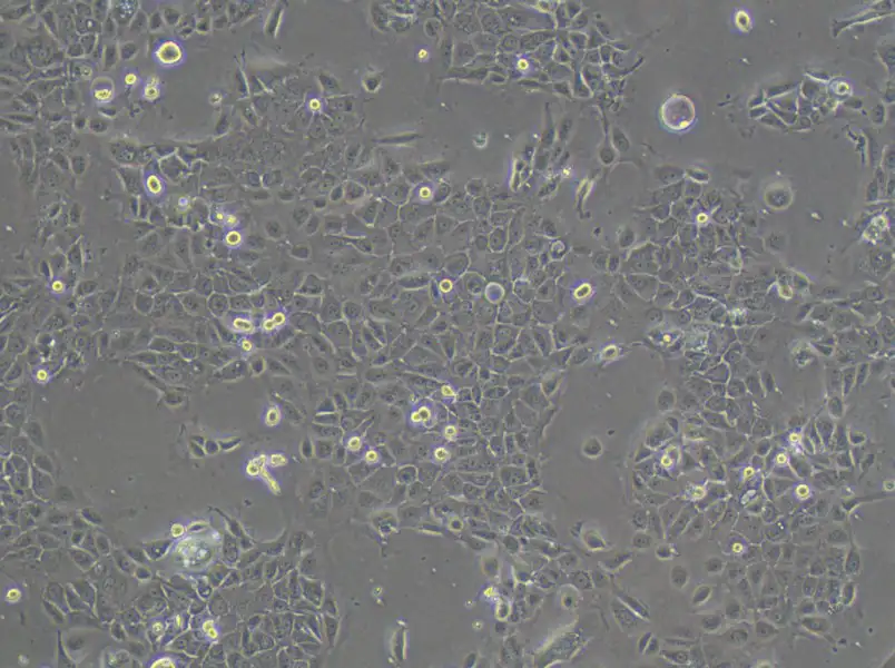 PK-59 Cell Complete Medium - 1