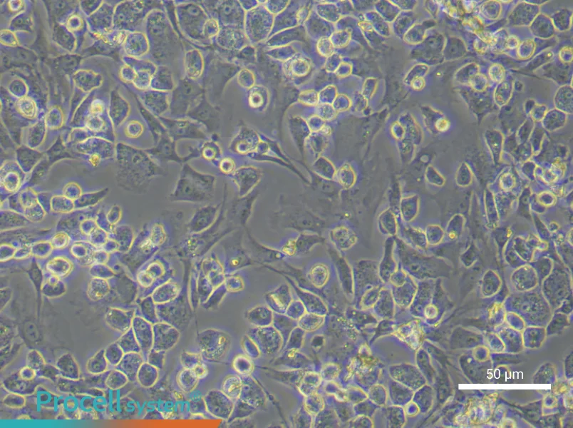 Rat Nucleus Pulposus Cell Complete Medium - 4