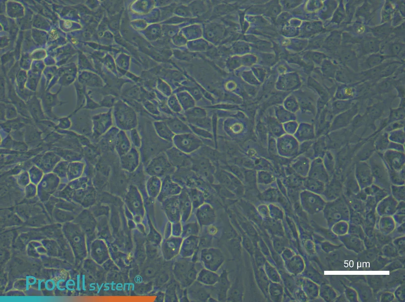 Rat Osteoblast Complete Medium - 5