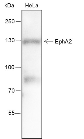 Recombinant EphA2 Monoclonal Antibody-searchlist-1