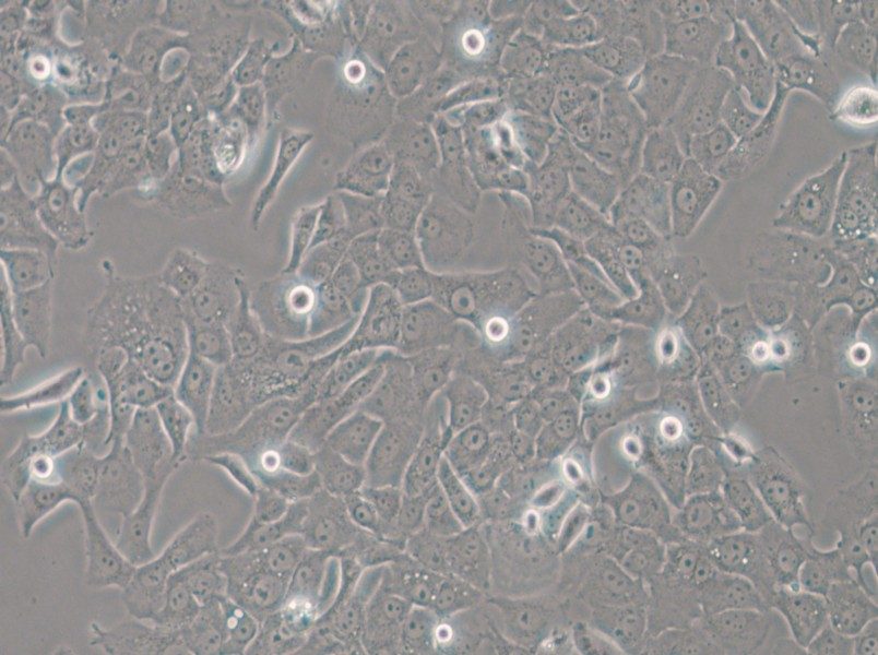 HCC4006 Cell Complete Medium - 5