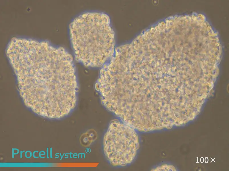 NK-92MI Cell Complete Medium - 1