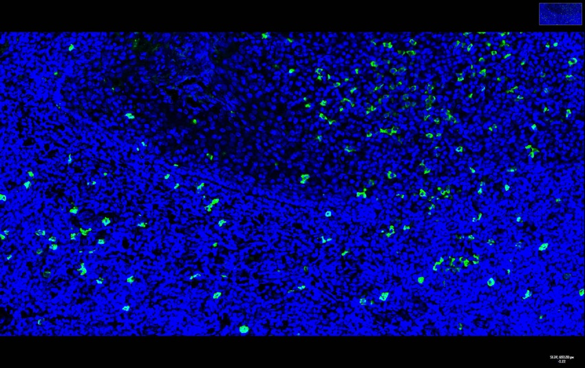 Recombinant Bax Monoclonal Antibody - small - 11