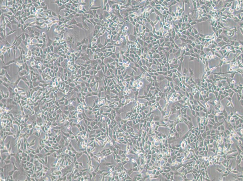 MC38 Cell Complete Medium-searchlist-1