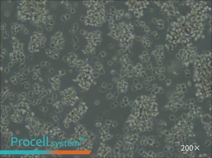 Jiyoye Cell Complete Medium - 6