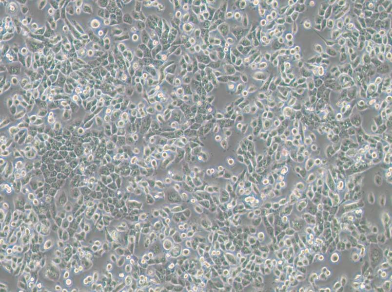 NPC/HK1 Cell Complete Medium-searchlist-1