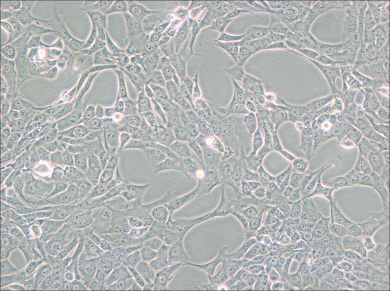 GC-1 spg Cell Complete Medium - 6