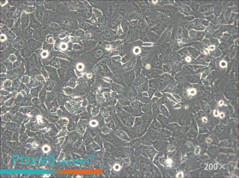 BPH-1 Cell Complete Medium - small - 6