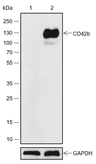 Recombinant CD42b Monoclonal Antibody-searchlist-1