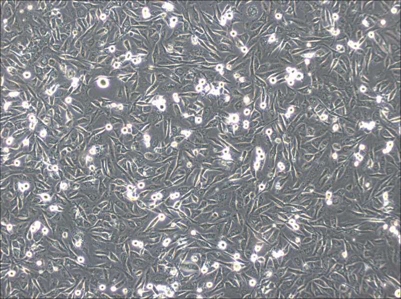 HS-5 Cell Complete MediumHS-5 Cell Complete Medium - 2
