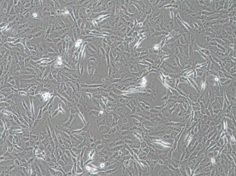 OCUT-2C Cell Complete Medium-searchlist-1