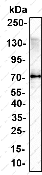 Recombinant COX1 Monoclonal Antibody - 1
