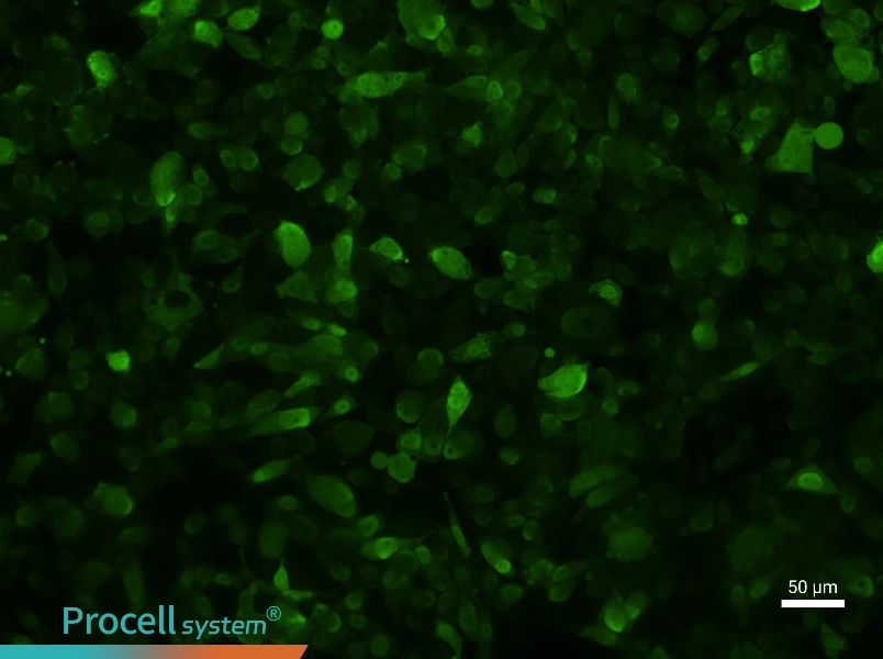 PC-3-GFPPC-3-GFP - 3