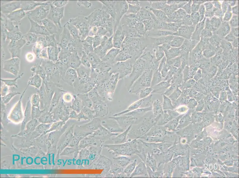 T98G Cell Complete Medium - small - 5