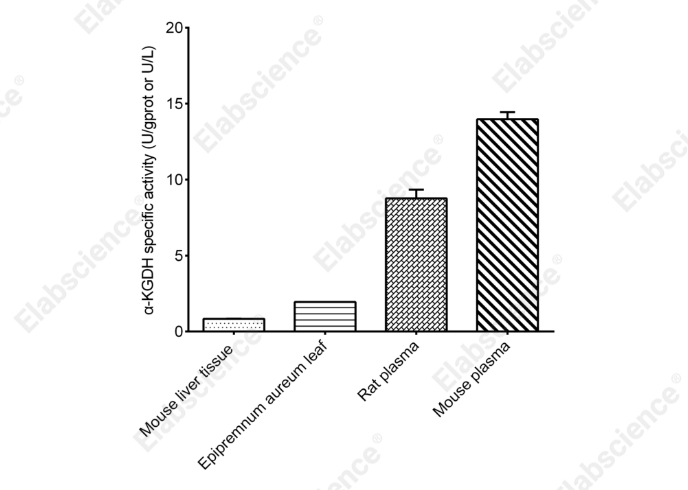 α-Ketoglutarate Dehydrogenase (α-KGDH) Activity Assay Kit - 2