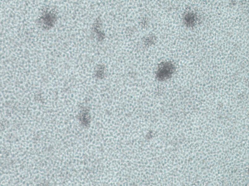 IM-9 Cell Complete Medium - small - 3