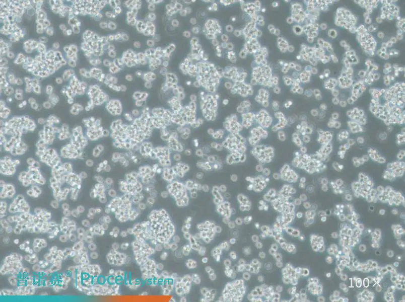 BC-3（人淋巴瘤细胞）-细胞系-武汉普诺赛生命科技有限公司