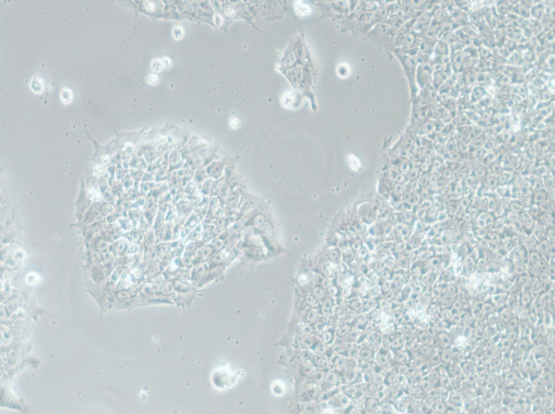 H1 Cell Complete Medium - 12