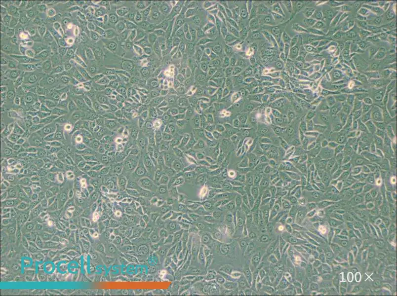 EMT6 [EMT-6] Cell Complete MediumEMT6 [EMT-6] Cell Complete Medium - 3