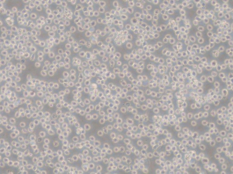 NALM-6 Cell Complete Medium - 6