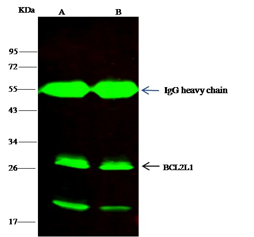 Recombinant BCL2L1/Bcl-XL Monoclonal Antibody-searchlist-1