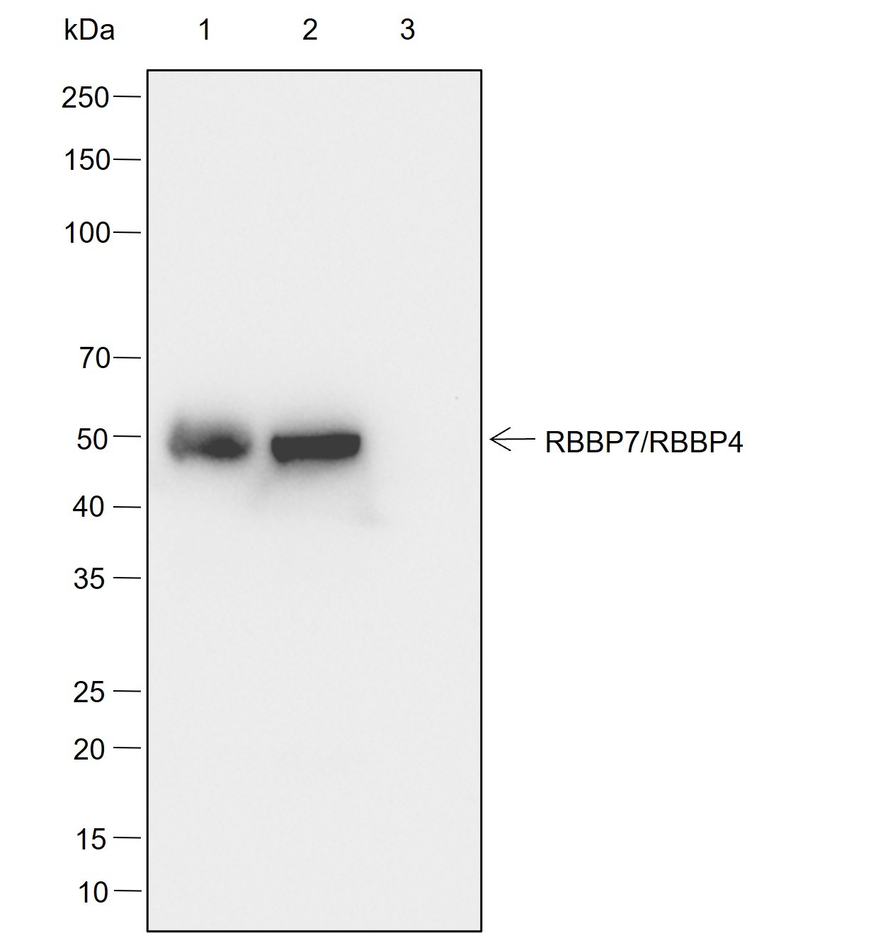 Recombinant RBBP7/RBBP4 Monoclonal Antibody - small - 7