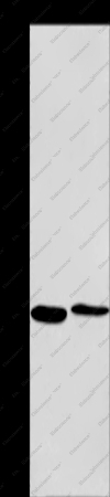 CPSF4 Polyclonal Antibody - 1