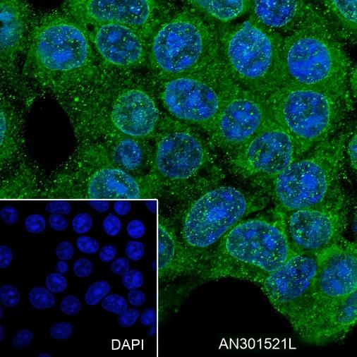 Recombinant FBXW7 Monoclonal Antibody - small - 4
