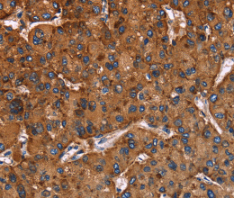 CD107b Polyclonal Antibody - 3