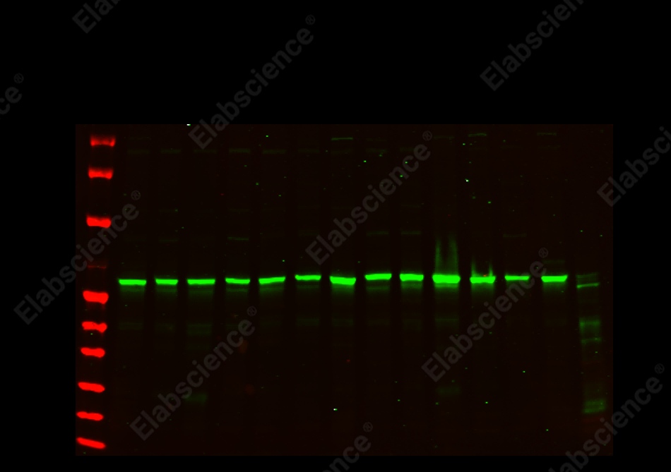 Recombinant Akt (pan) Monoclonal Antibody - 1
