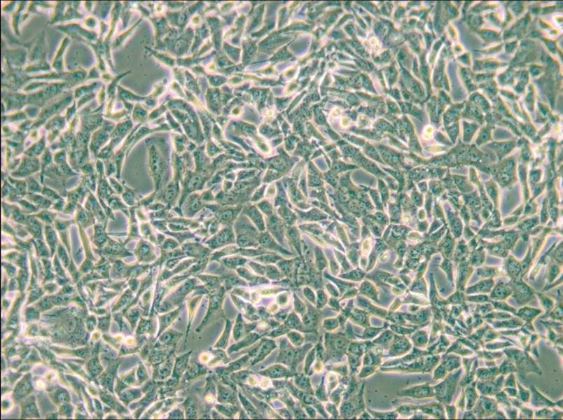 SUM159PT Cell Complete Medium - small - 6