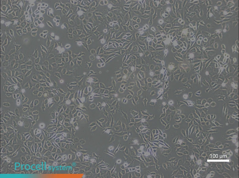 NP69SV40T Cell Complete Medium - 3