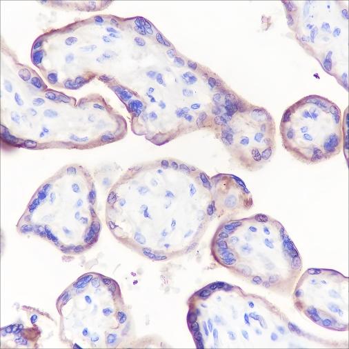 Recombinant CD47 Monoclonal Antibody - 3