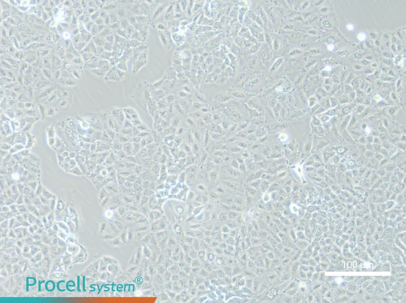 A549-GFPA549-GFP - 2