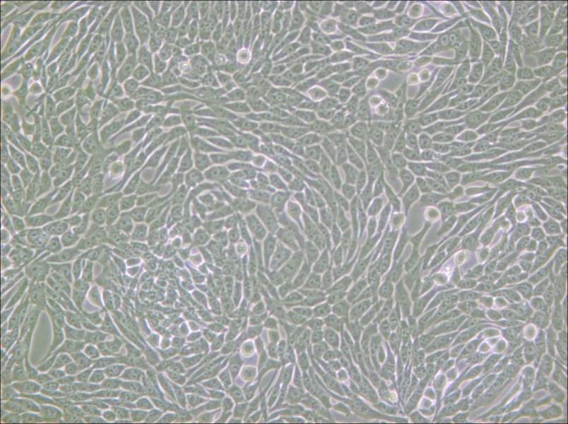 R 1610 Cell Complete Medium - 5