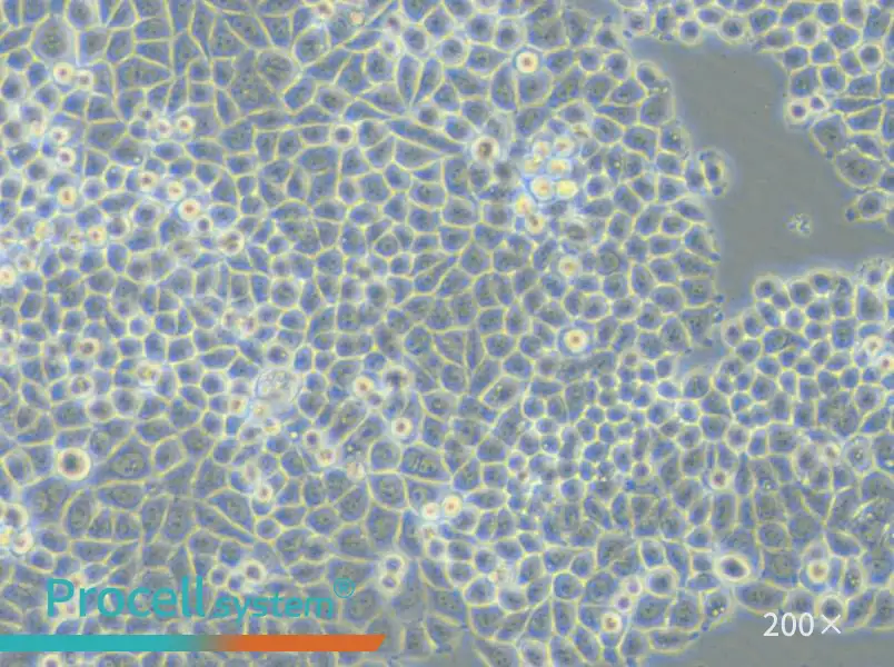 PC-9-DDP Cell Complete Medium - 6