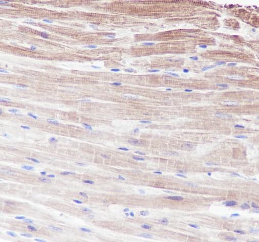 Recombinant Pan-Actin Monoclonal Antibody - small - 4