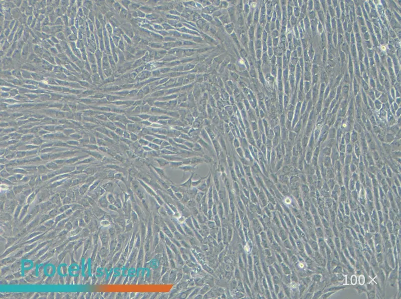 NRK Cell Complete Medium - 1