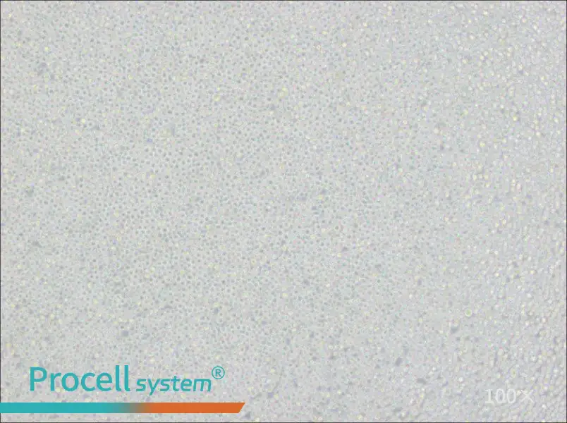 Ramos [RA 1] Cell Complete MediumRamos [RA 1] Cell Complete Medium - 3