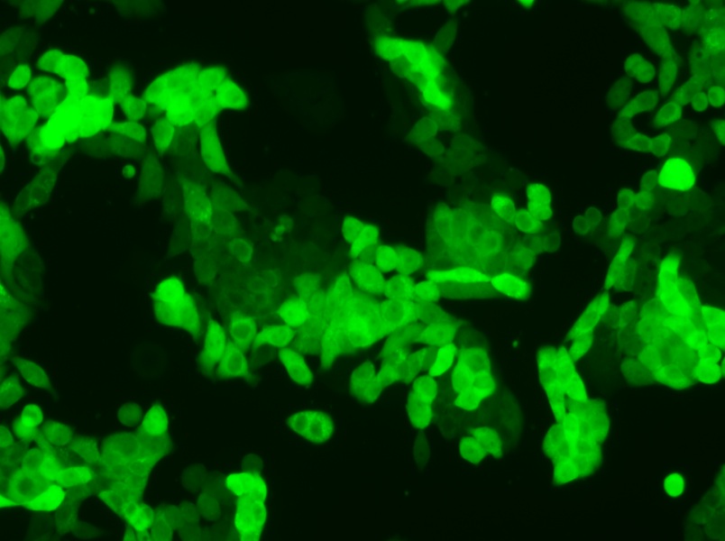 SW620-GFP (L15) Cell Complete Medium - 6