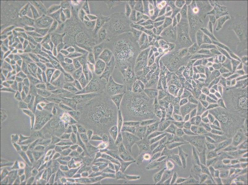 CTLA4 Ig-24 Cell Complete Medium - 6