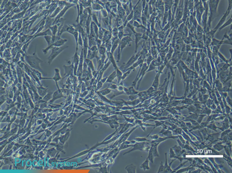 Mouse Bone Marrow Mesenchymal Stem Cell Complete Medium - 3