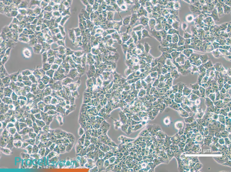 RH-35 Cell Complete Medium - small - 5