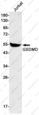 Recombinant GSDMD Monoclonal Antibody - 1