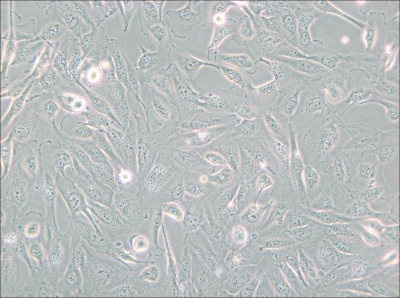 786-O [786-0] Cell Complete Medium - small - 6